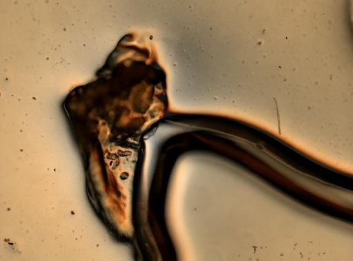 Livoneca ovalis