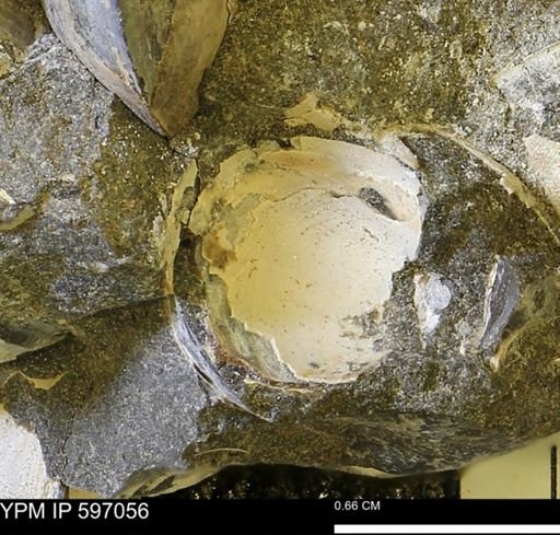 undet. Bivalvia