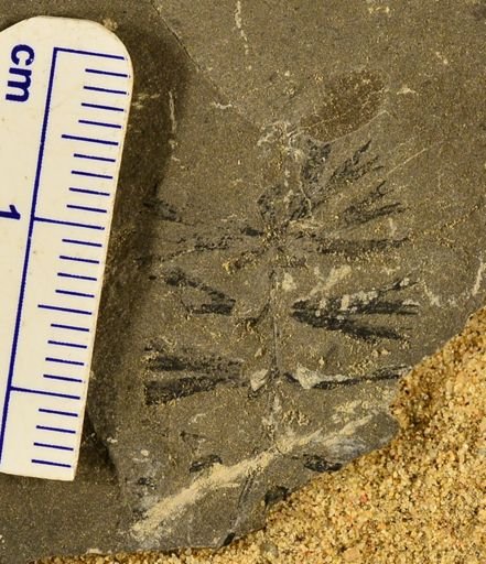 Sphenophyllum sp.
