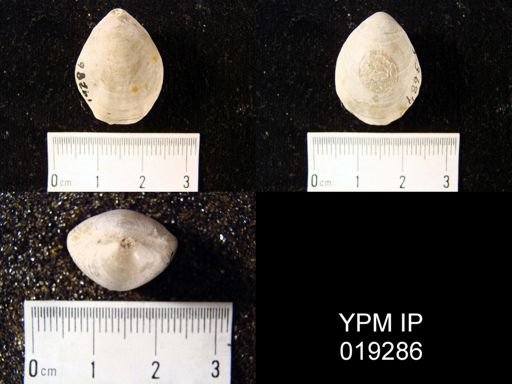 Musculina biplicata