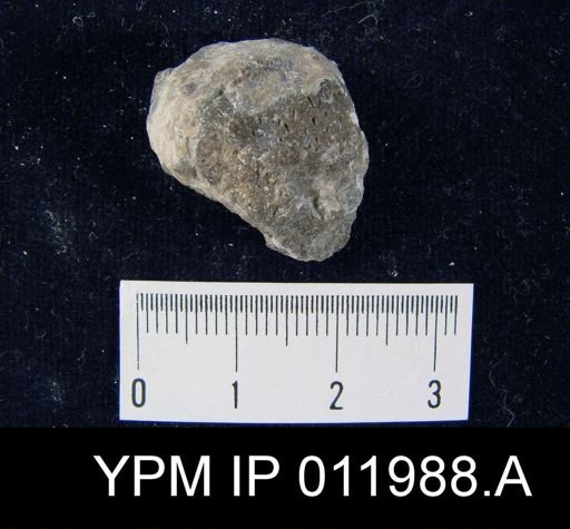 Richthofenia likharewi