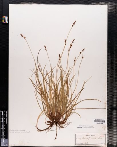 Carex pensylvanica