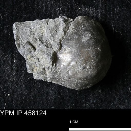 Pholidostrophia iowaensis