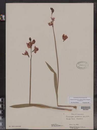 Calopogon pulchellus