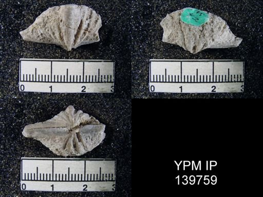 Spiriferina (Punctospirifer) sp.