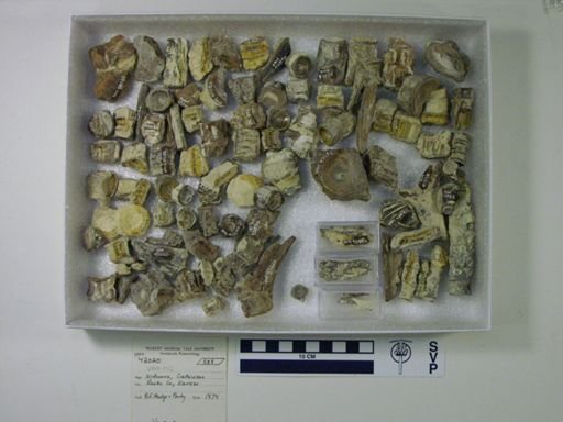 undet. Actinopterygii