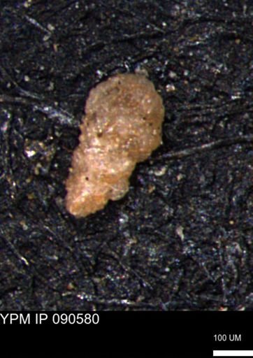 Verneuilinoides hectori