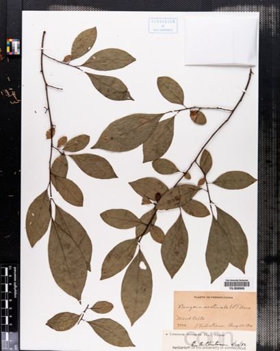 Lindera benzoin