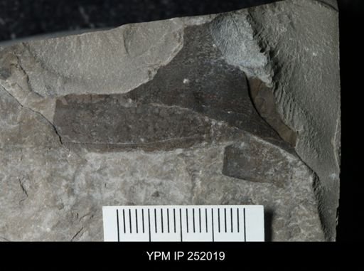 Eurypterus sp.