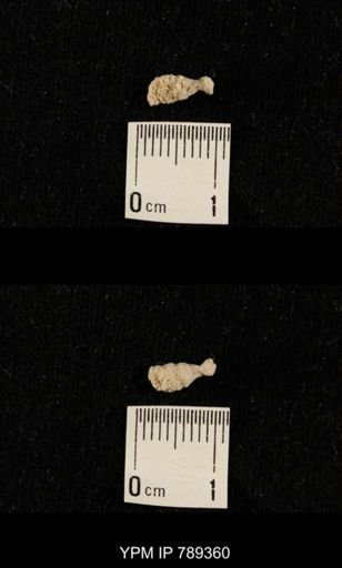 undet. Bryozoa