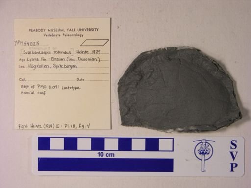 Actinolepis rotundus