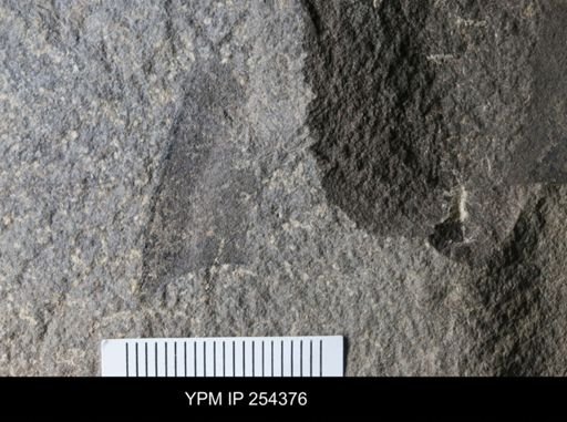 Eurypterida