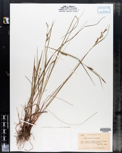 Carex tetanica