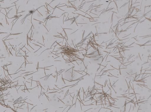 Ectyoplasia ferox
