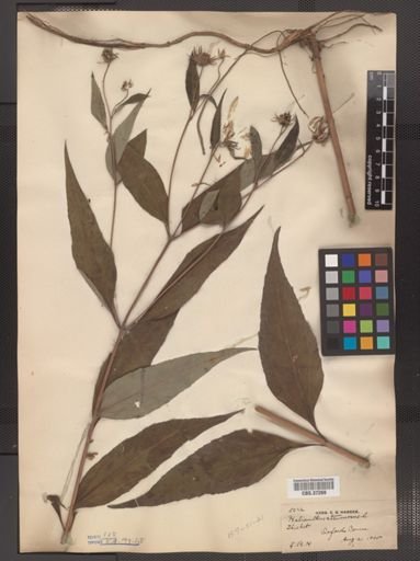 Helianthus strumosus