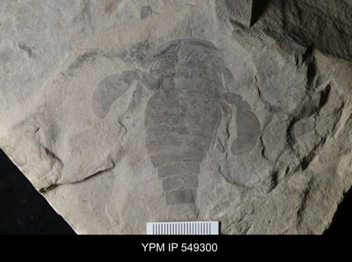Eurypterus sp.