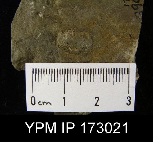 Devonochonetes scitulus