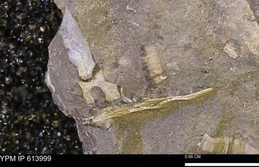 undet. Bivalvia