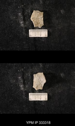 Heterotrypa?