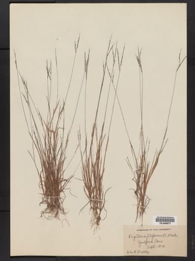 Digitaria filiformis