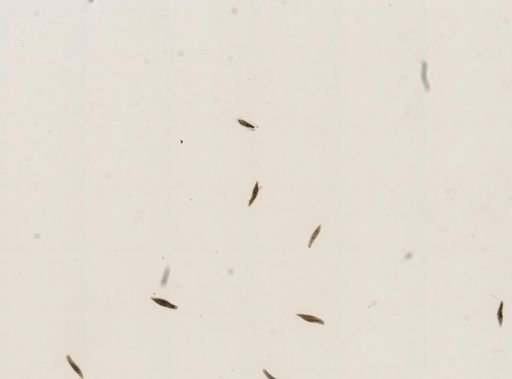 Paramecium
