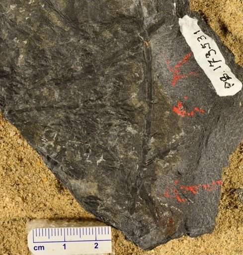 Asterophyllites sp.