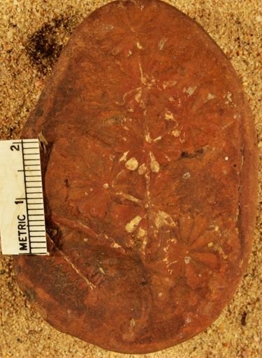 Annularia sphenophylloides