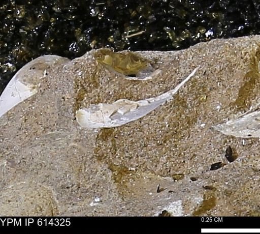 Limopsis striatopunctatus