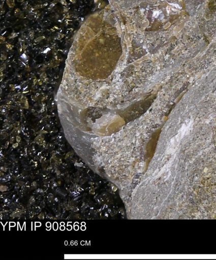 Chonetes mucronatus