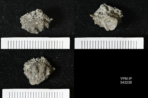 Gennaeocrinus variabilis