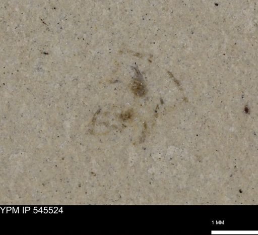 undet. Arachnida