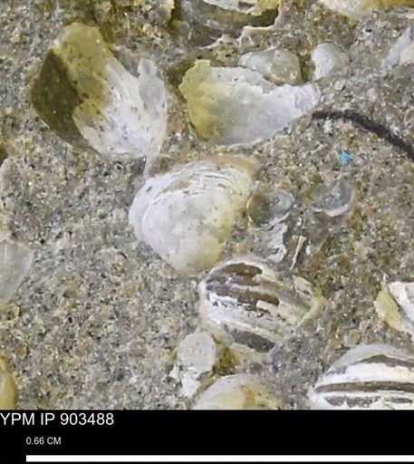 Corbulamella sp.