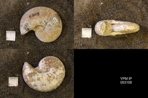 Discoscaphites conradi