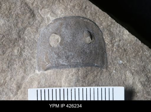 Eurypterus sp.
