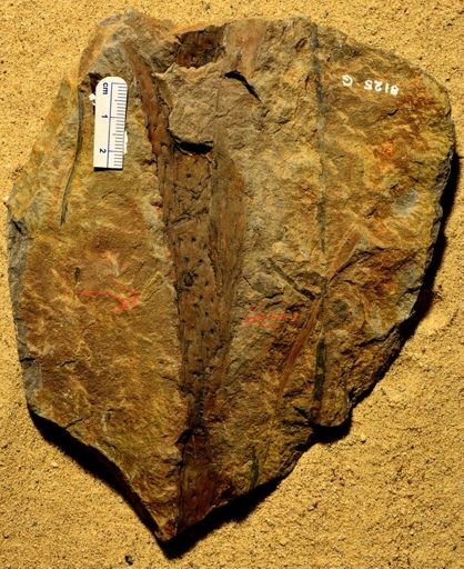 Knorria taxina