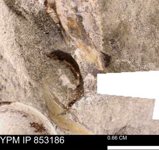 Limopsis striatopunctatus