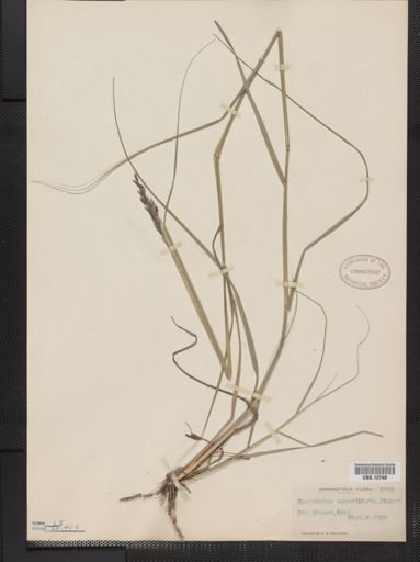 Sporobolus asper