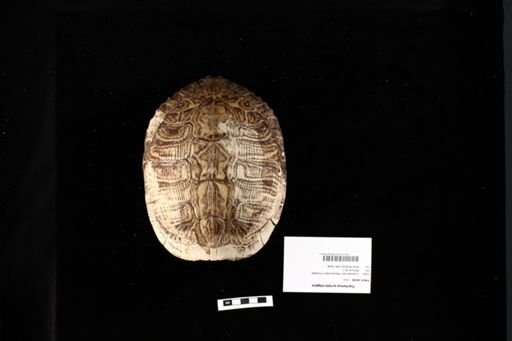 Trachemys scripta elegans