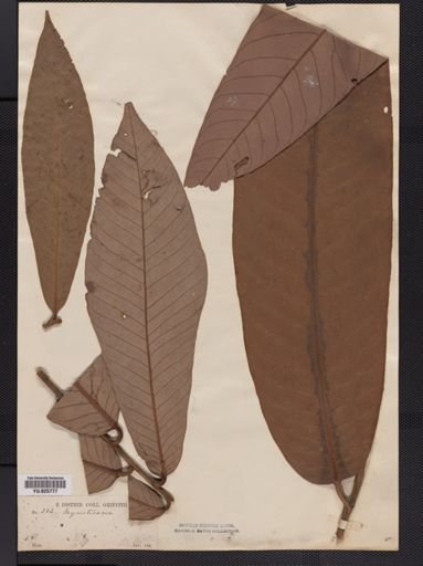 Myristica