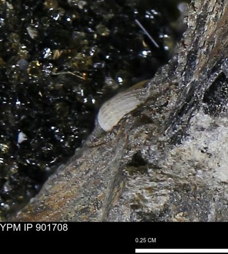 undet. Mollusca