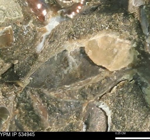 undet. Bivalvia
