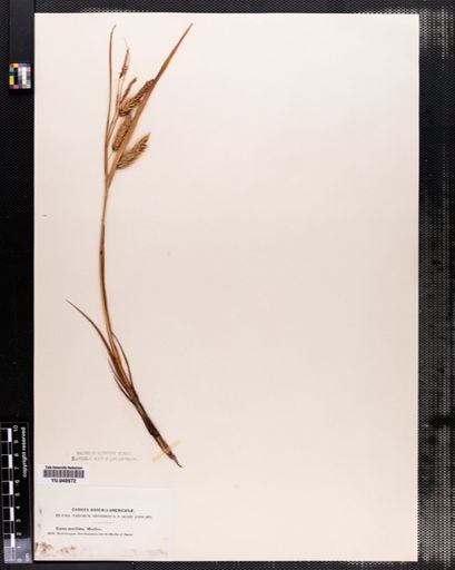 Carex