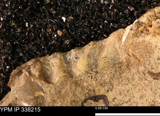 undet. Ammonoidea