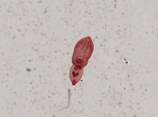 Posthodiplostomum minimum
