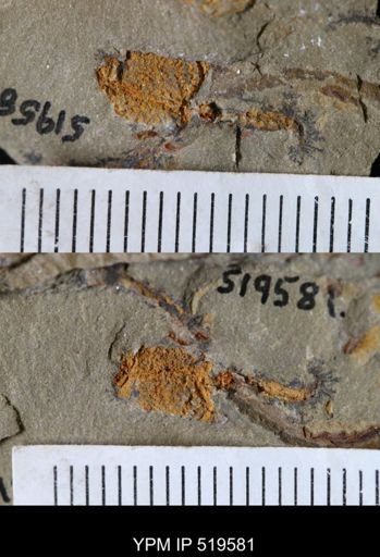 undet. Stylophora