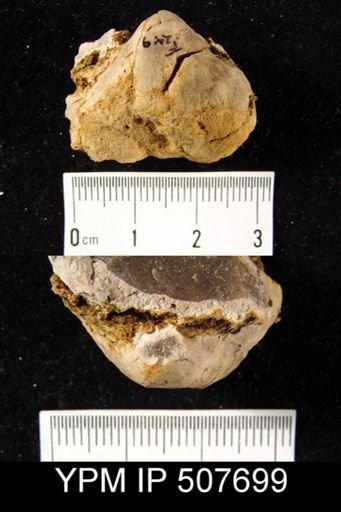 undet. Brachiopoda