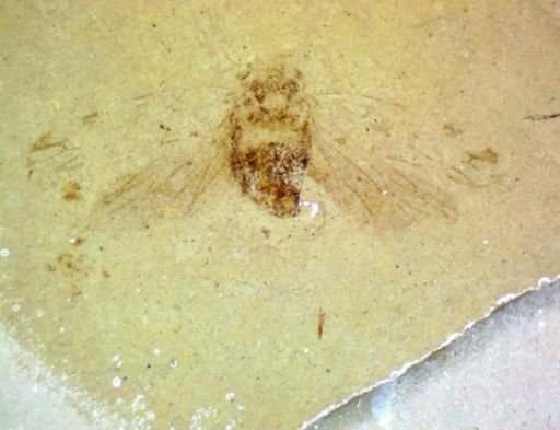 undet. Hemiptera