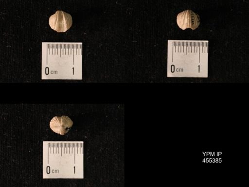 Platystrophia dentata
