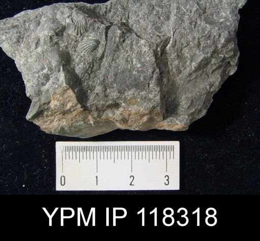 Camarotoechia nucula planosugosa