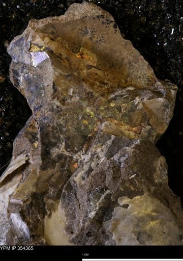 undet. Ammonoidea